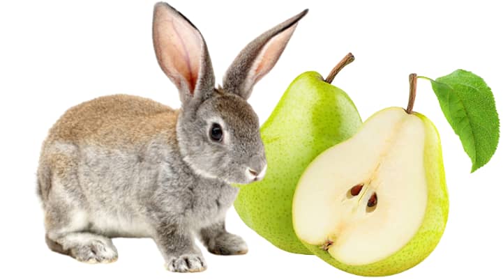 Can Rabbits Eat Pears? (Serving Size, Benefits, Risks)