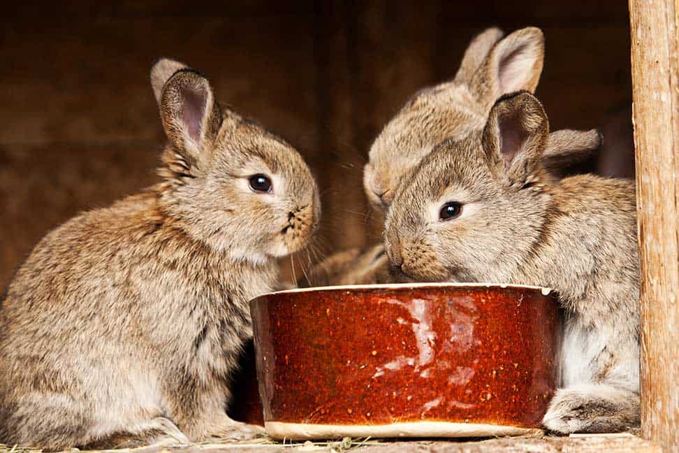 What Foods Can Kill a Rabbit 