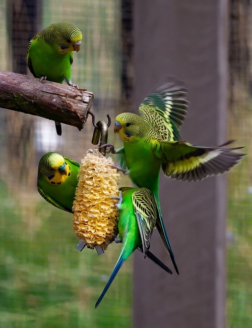 What do parakeets eat? Full parakeet diet guide - Psittacology