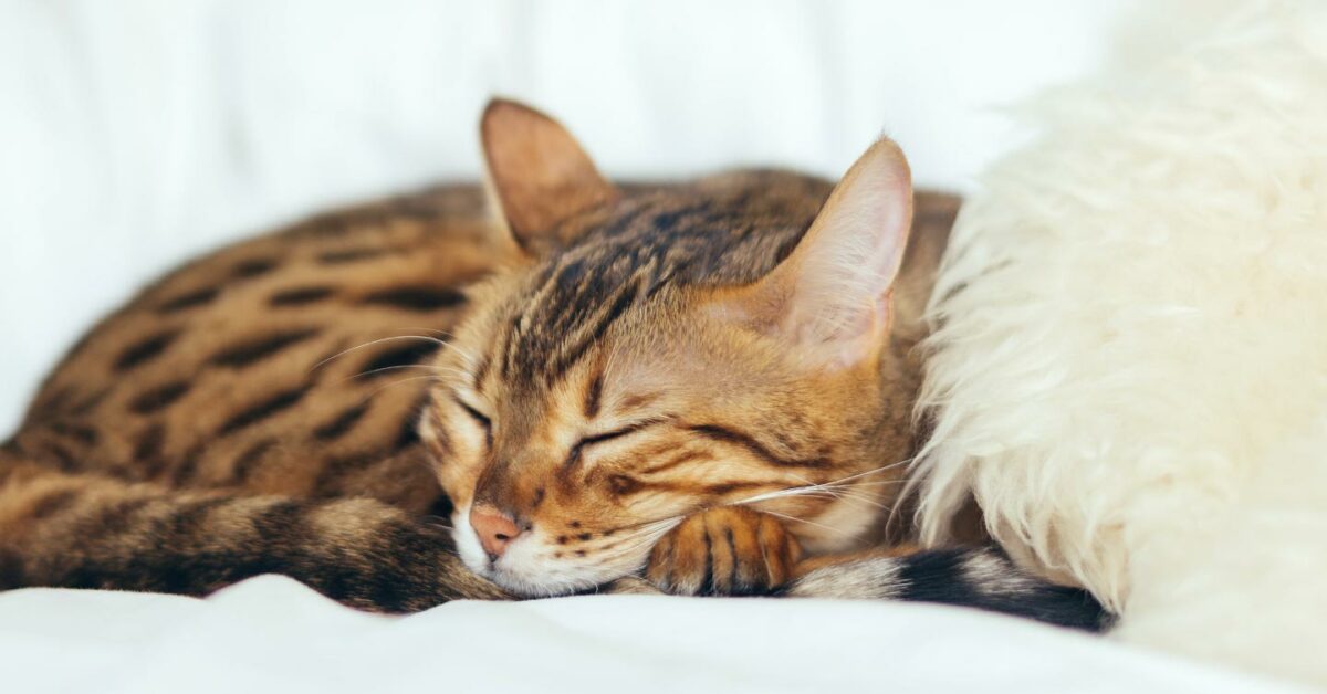 Why Do Cats Sleep So Much? [Updated August 2020] | Pumpkin Pet Care