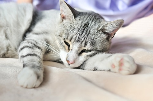 Why Is My Cat So Lazy - Reasons To Consider! | FAQcats.com