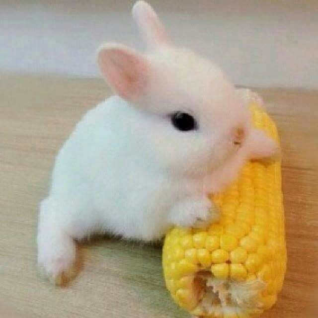 Can I Give My Rabbit Corn On The Cob at Chris Estep blog