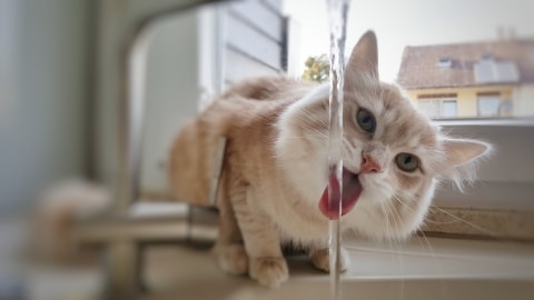 Encouraging your cat to drink more water | Pawshake Blog