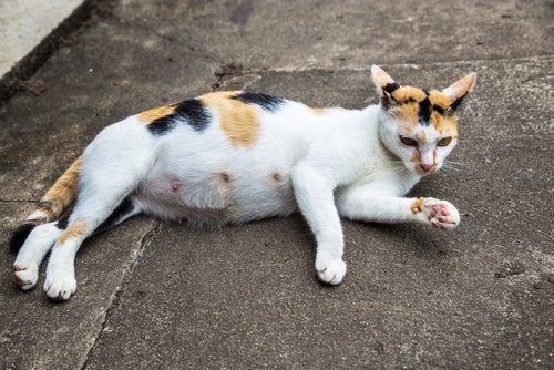 How To Tell If A Cat Is Pregnant - My Animals