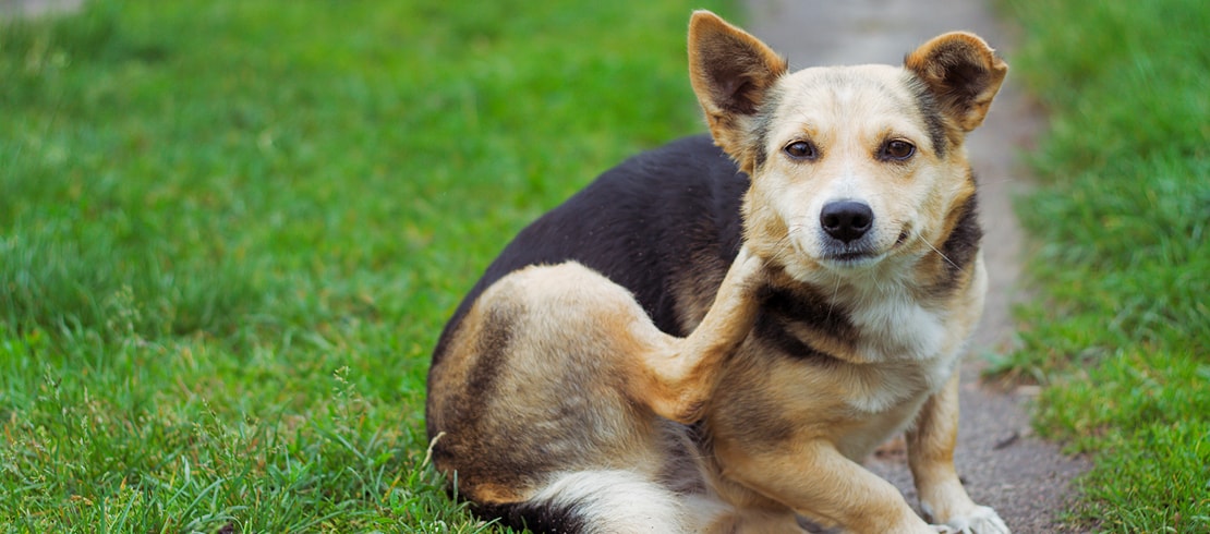 How to Help Get Rid of Fleas on Dogs