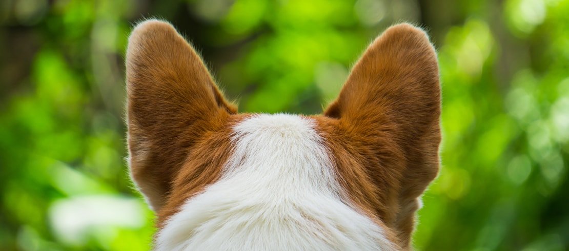 Dog Ear Mites: What They Are and How to Get Rid of Them