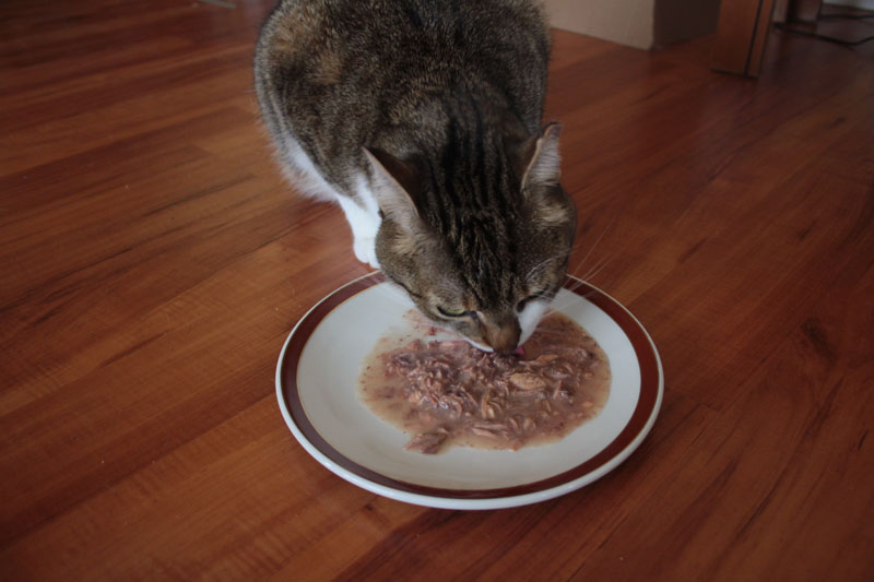 How Long Can You Leave Wet Cat Food Out? How Long Can it Sit Out?