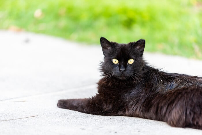 10 Effective Cat Dandruff Remedies - Tuxedo Cat