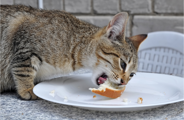Can Cats Eat Bread? | BeChewy