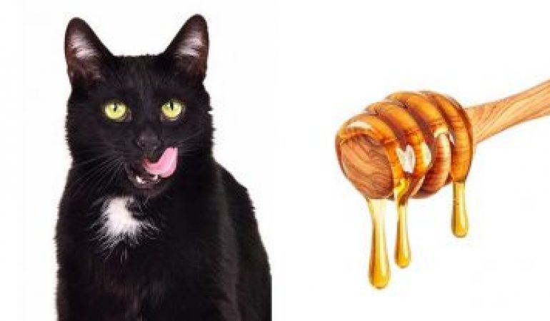 Can Cats Eat Honey - Buskers Cat