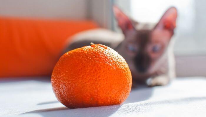 Can Cats Eat Oranges? Is It Safe? - Tuxedo Cat