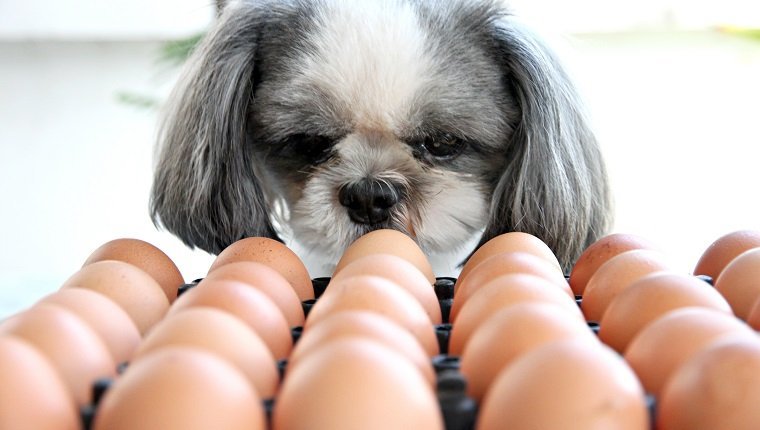 Can Dogs Eat Eggs? Are Eggs Safe For Dogs? - DogTime