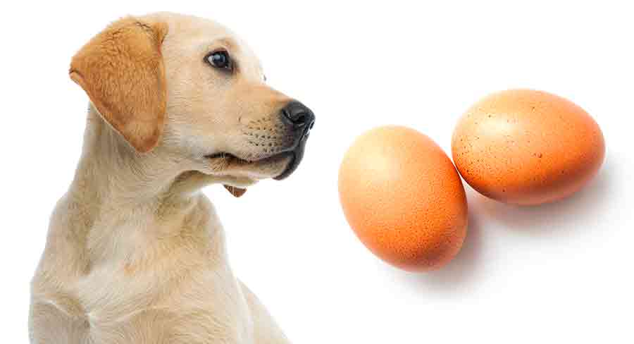 Can Dogs Eat Eggs? How To Safely Feed Cooked And Raw Eggs To Dogs