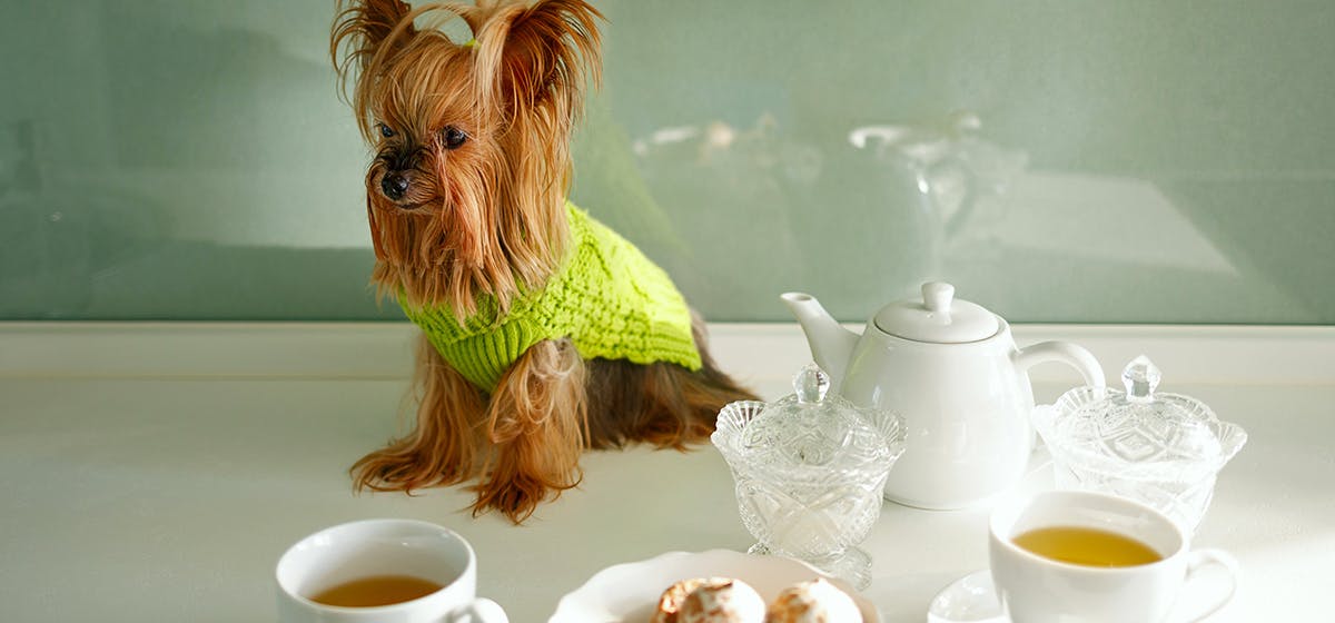 Can Dogs Taste Black Tea? - Wag!