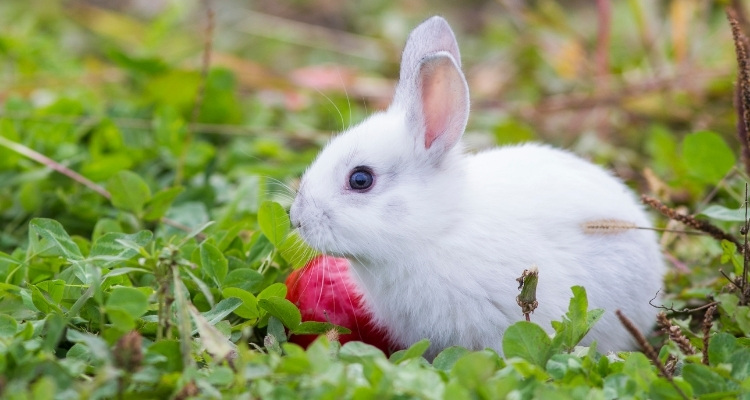 Can Rabbits Eat Radishes? | Radish Greens Feeding Guide