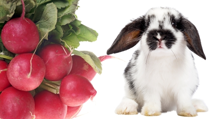 Can Rabbits Eat Radishes? | Radish Greens Feeding Guide