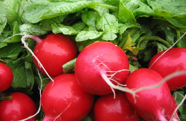 Can Rabbits Eat Radishes And Their Leaves?