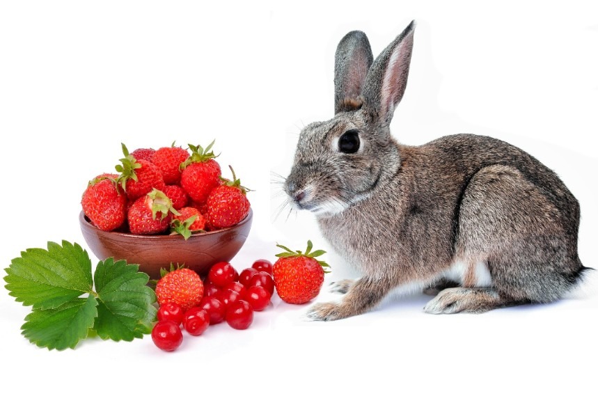 Can Rabbits Eat Strawberries? - YES, But How Many is the Right Question