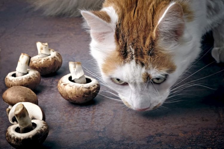 Can cats eat baby bella mushrooms? - PollyPets.com