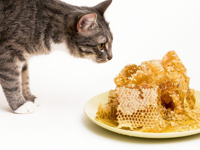 Can Cats Eat Honey | Organic Facts