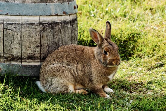 Can You Tame Rabbits In Minecraft? - Neeness