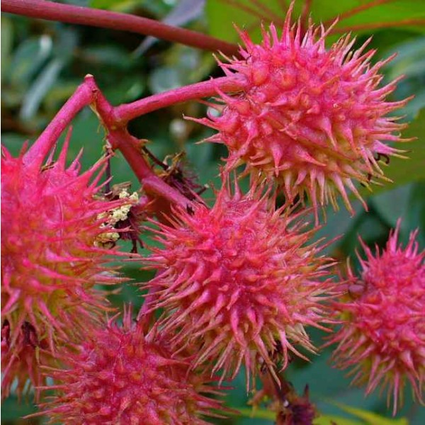 Buy Castor Oil Plant Seeds - Rarexoticseeds