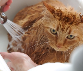 Why is Giving Your Cat a Bath So Difficult?