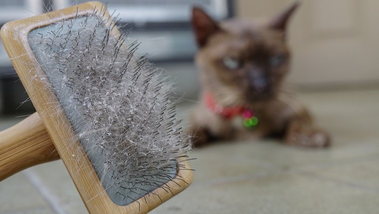 Cat Dandruff: What You Need To Know - CatTime