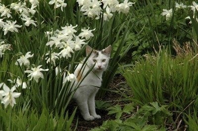 How To Repel Cats - Keeping Cats Out Of Garden Areas