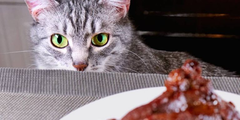 CAN CATS EAT PORK? - PetSchoolClassroom