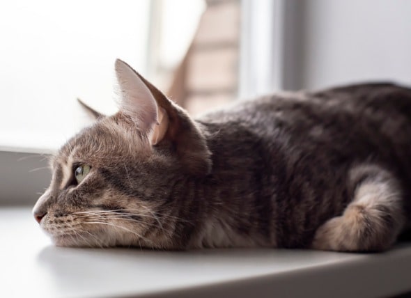 Cat Diarrhea: Causes and Treatment | PetMD