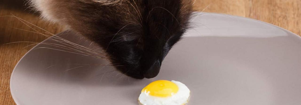 Can Cats Eat Eggs? | Hill&#39;s Pet