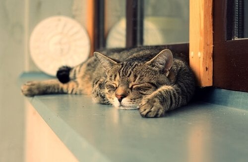 7 Reasons Cats Sleep More During the Day Than at Night - My Animals