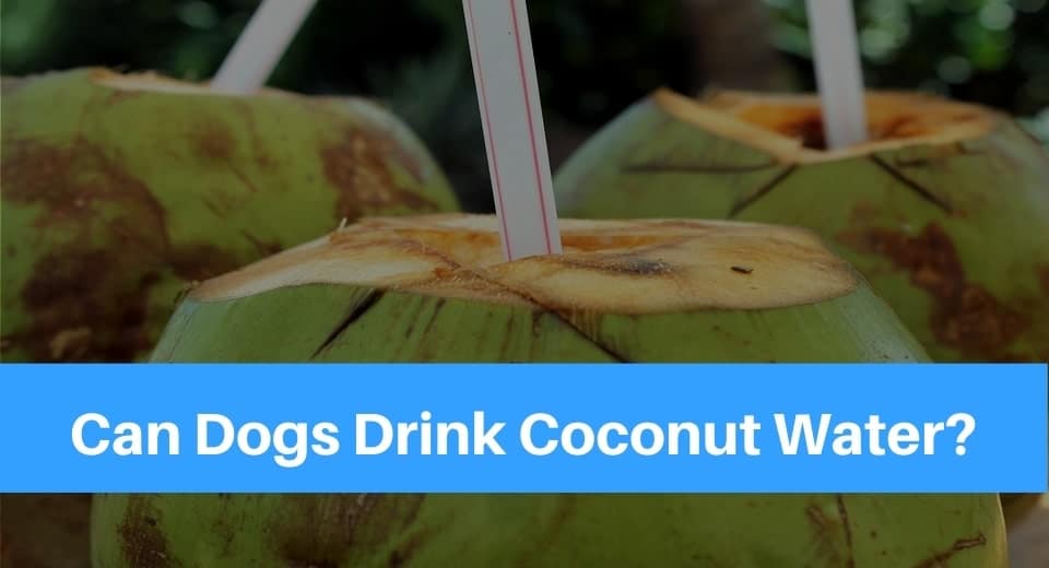Can Dogs Drink Coconut Water?