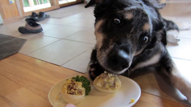 Can Dogs Eat Eggs Safely?