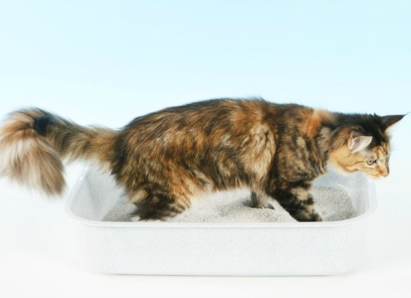 Long Term Diarrhea Symptoms - Cats | PetMD