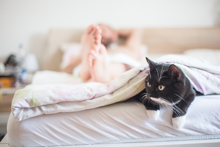 Why Do Cats Sleep at the Foot of the Bed? - Vet Explains Pets