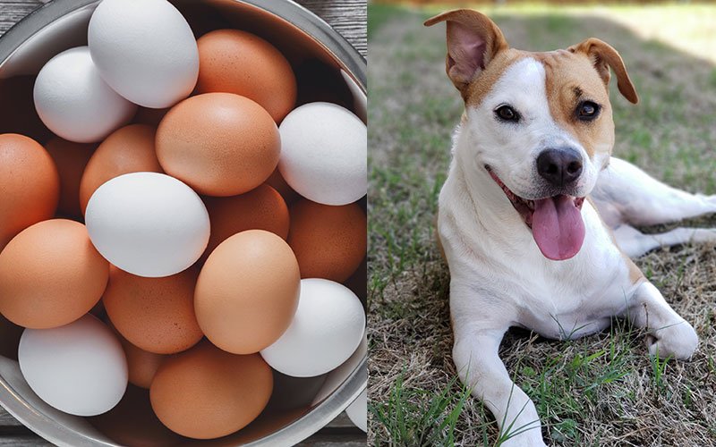 Can Dogs Eat Eggs? Super Foods for Dogs | The Bark