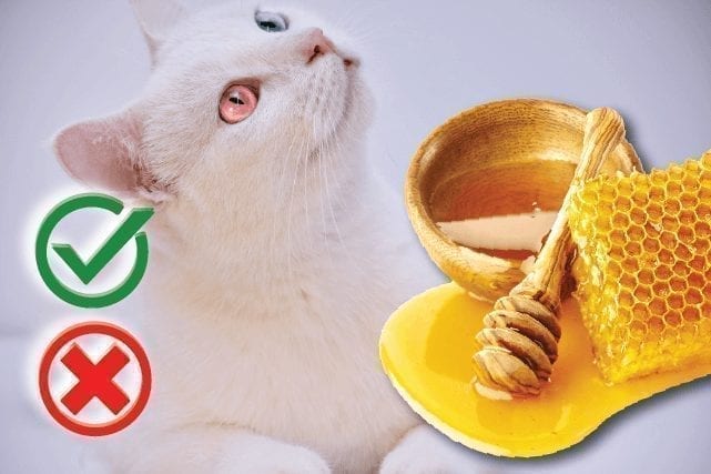 Can cats eat honey? Good or Harmful – The Pet Guide Home