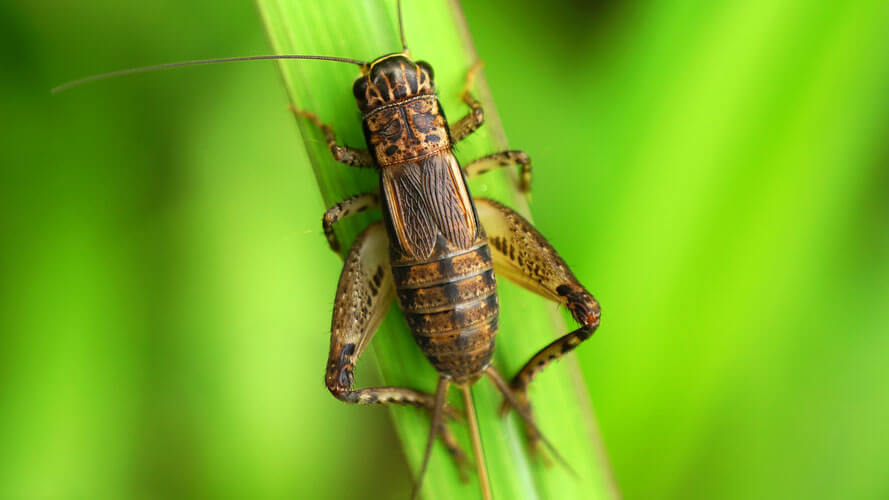 Fun Resource Guide on Crickets | CandyWarehouse Blog