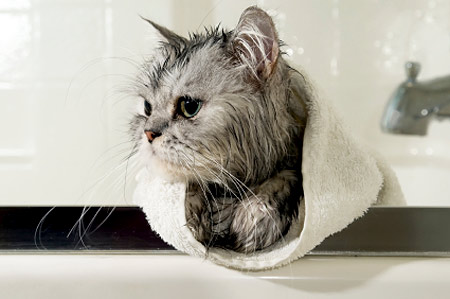 How To Give a Cat a Bath