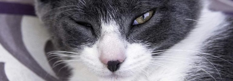 How to get rid of pink eye in cats - PetSchoolClassroom