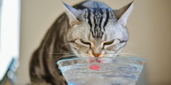 My Cat Won&#39;t Drink: How Much Water Cats Need &amp; Dehydration Prevention