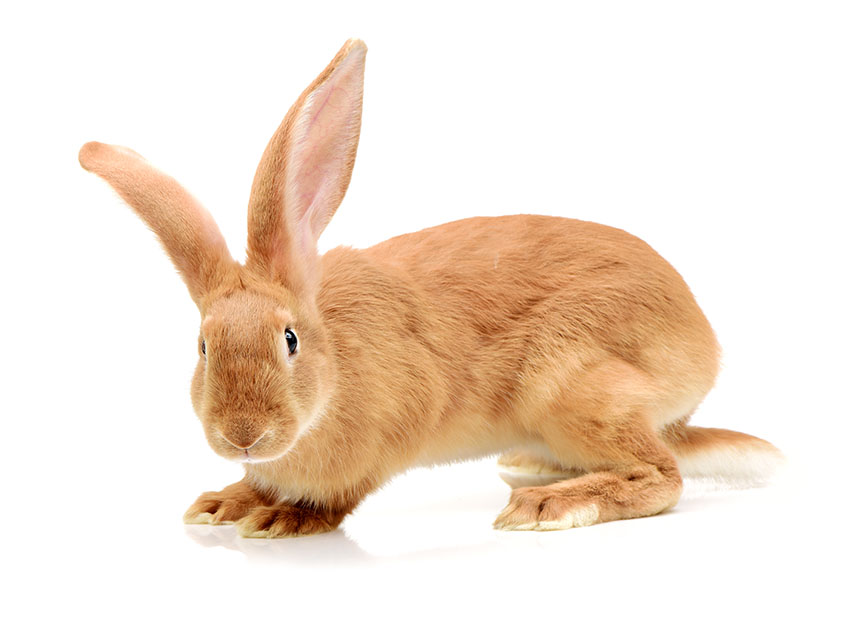 How Often To Clean A Rabbit | Rabbit Hygiene | Rabbits | Guide | Omlet UK