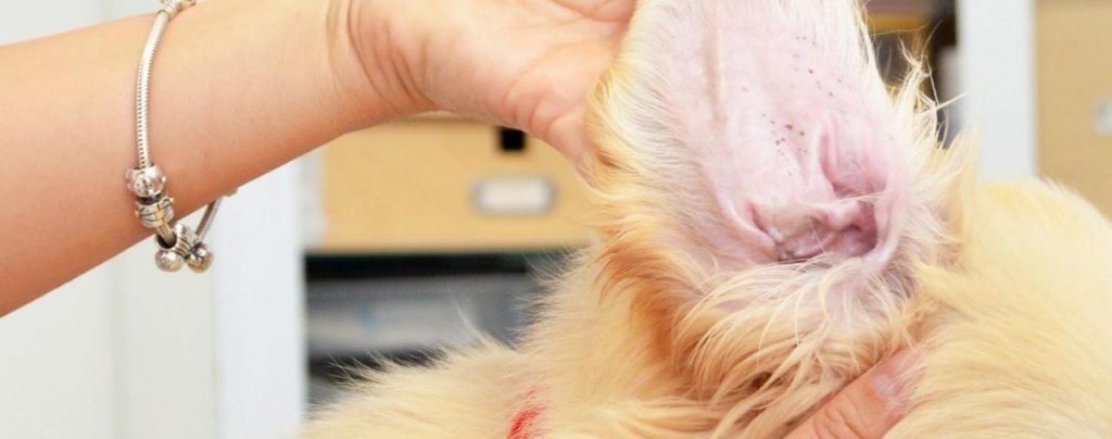 What Causes Ear Mites In Dogs Petschoolclassroom