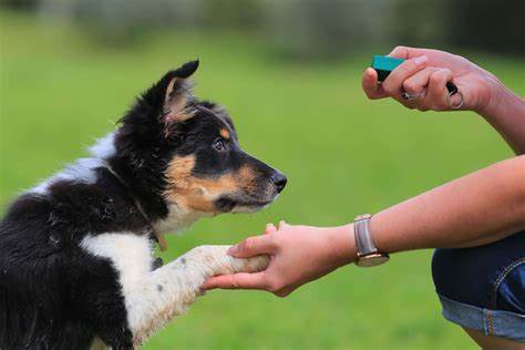 Best Way To Train A Dog - Animals Home Training A Dog