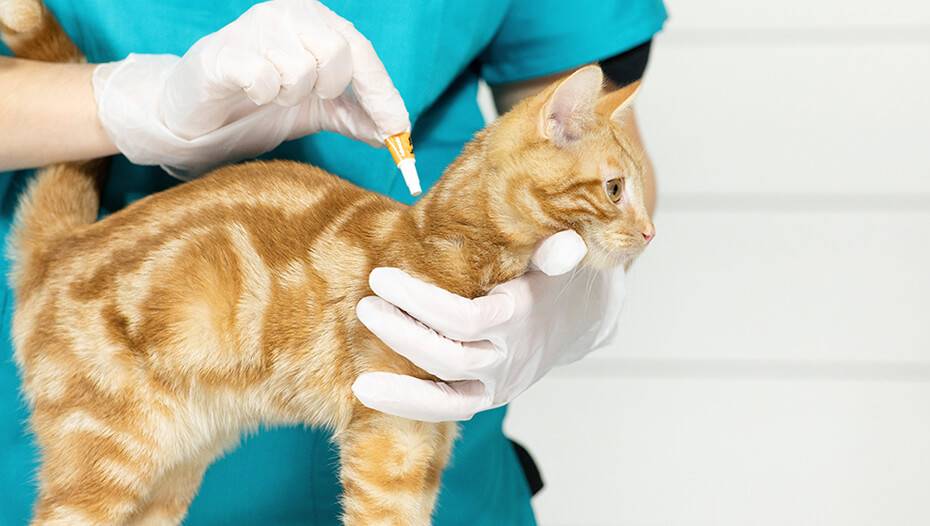 Cat Fleas: Causes, Prevention &amp; Treatment | Purina
