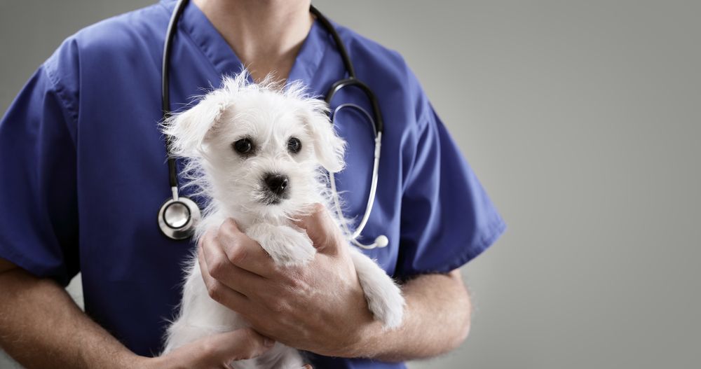 How Often Do Pets Need to Visit the Vet? | Kato Animal Hospital