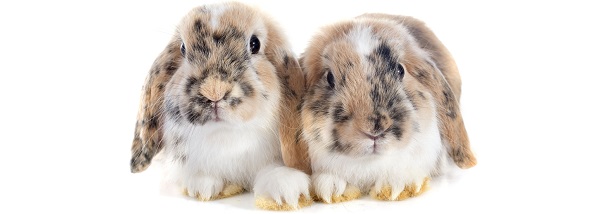 Flystrike in Rabbits - Prevention and Husbandry | Vet4Life