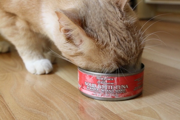 What is in tuna that cats like so much? My cat likes human grade tuna and I know it&#39;s not good for her. Now I found this tuna flavored treat that she